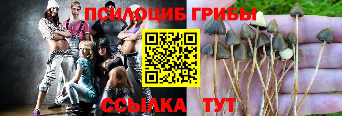 Долгопрудный  Псилоцибиновые грибы Psilocybe  Вход с VPN  Псилоцибиновые грибы GOLDEN TEACHER 